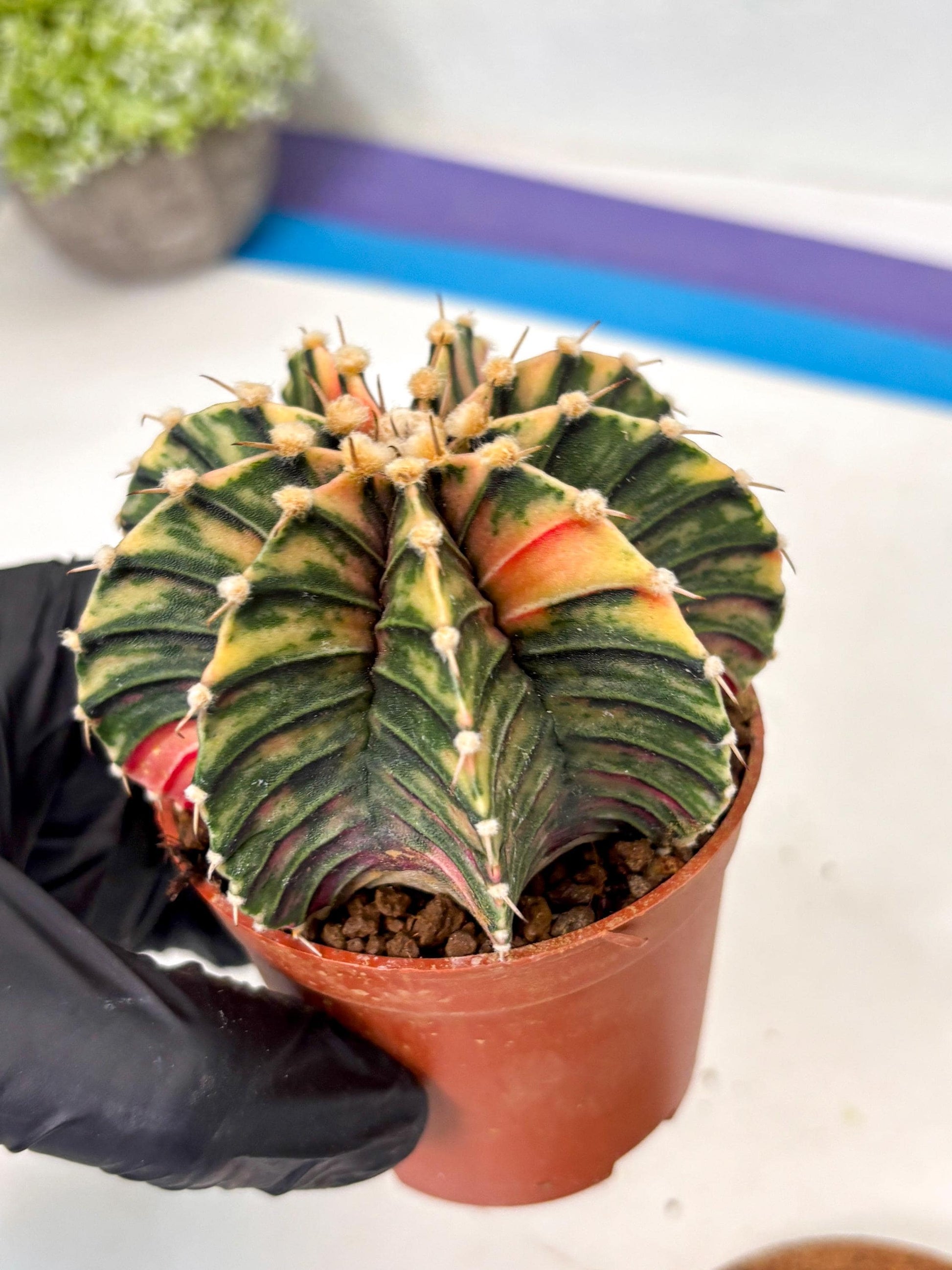 Gymnocalycium Lb Hybrid (gy5) (y6) | Imported Plants