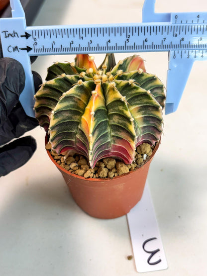 Gymnocalycium Lb Hybrid (gy5) (g3) | Imported Plants