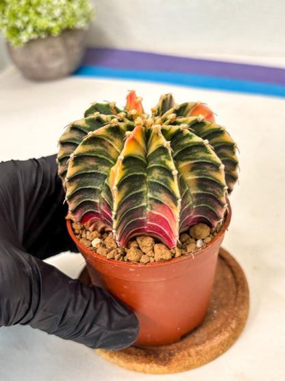 Gymnocalycium Lb Hybrid (gy5) (g3) | Imported Plants