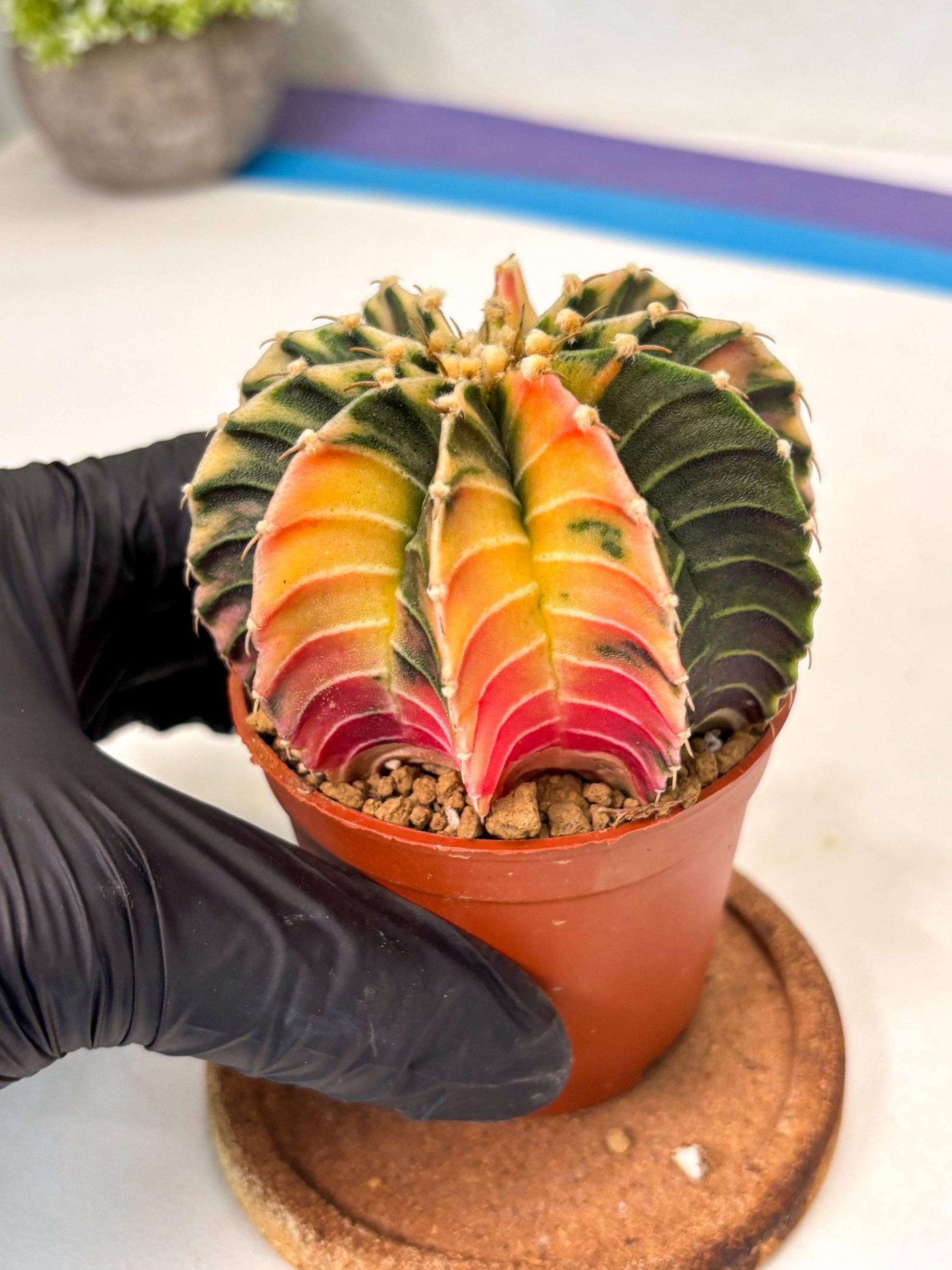 Gymnocalycium Lb Hybrid (gy5) (g3) | Imported Plants
