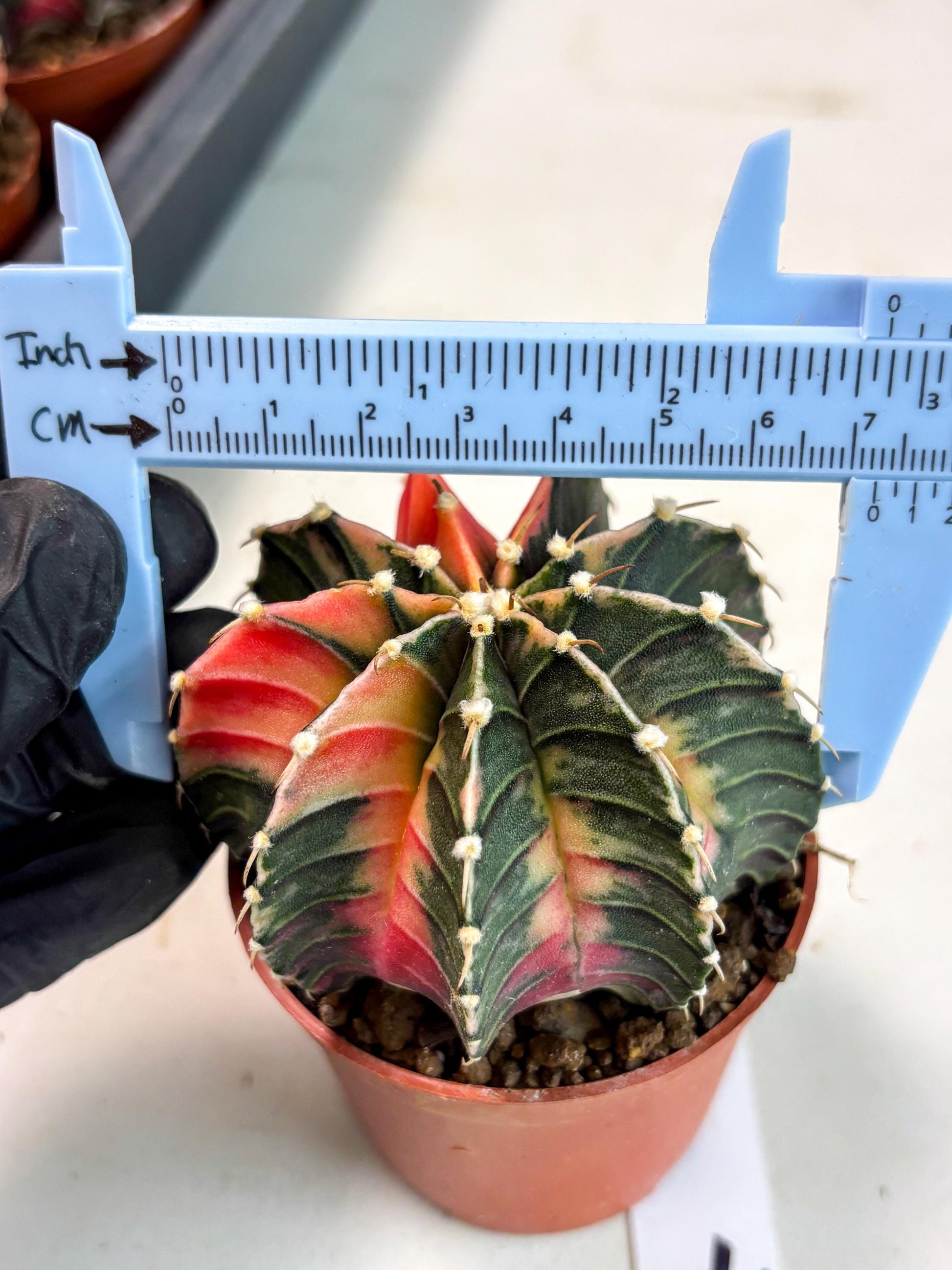 Gymnocalycium Lb Hybrid (gy5) (g4) | Imported Plants