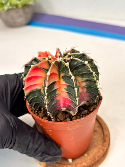 Gymnocalycium Lb Hybrid (gy5) (g4) | Imported Plants
