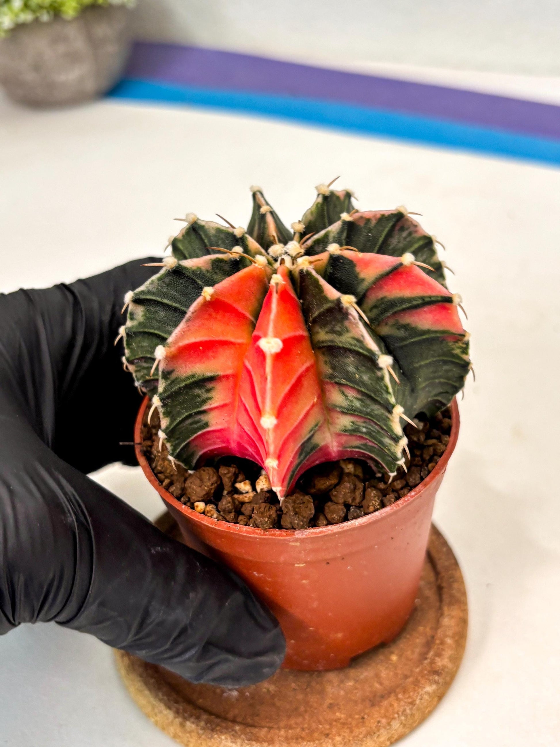 Gymnocalycium Lb Hybrid (gy5) (g4) | Imported Plants