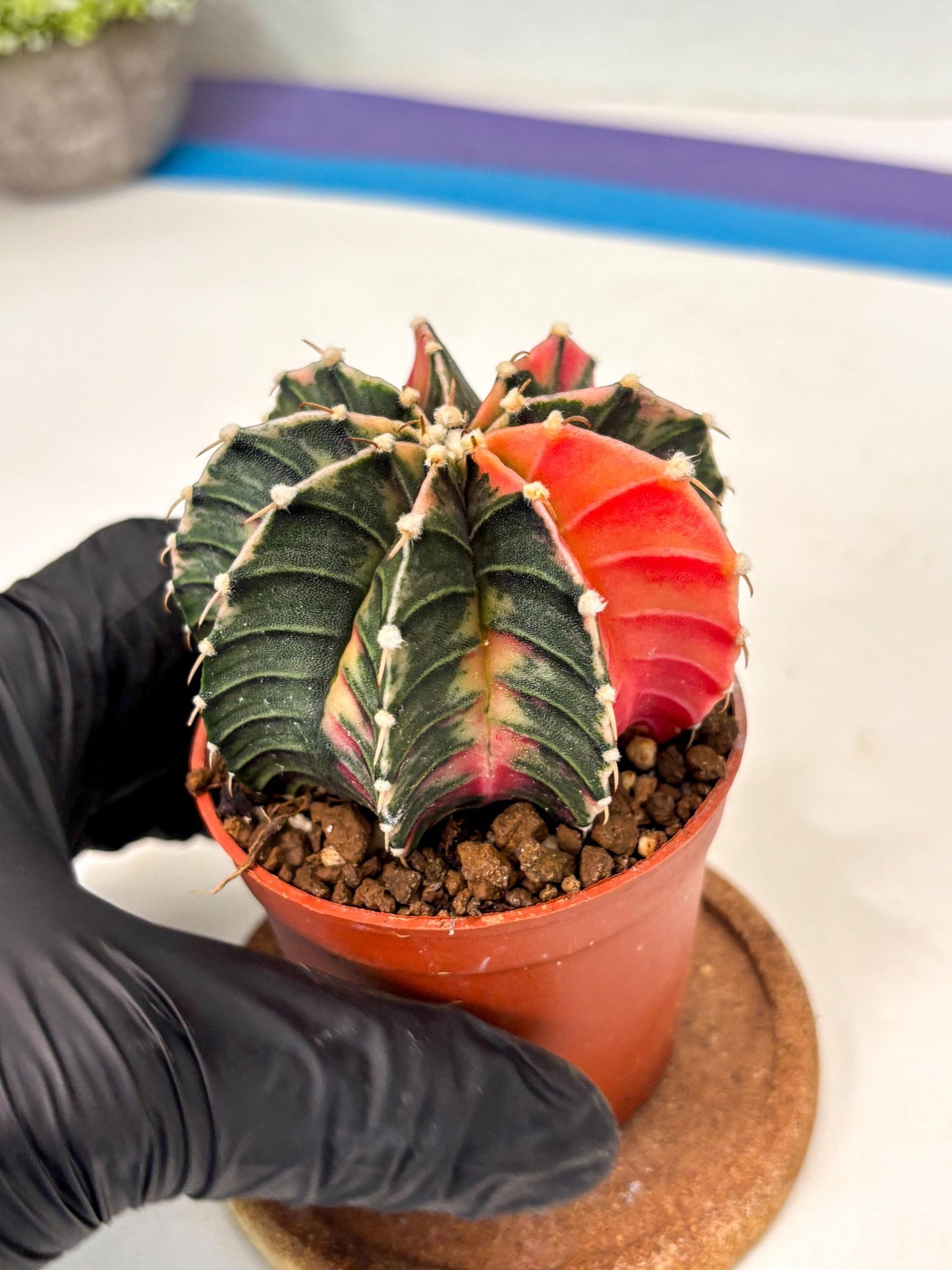 Gymnocalycium Lb Hybrid (gy5) (g4) | Imported Plants