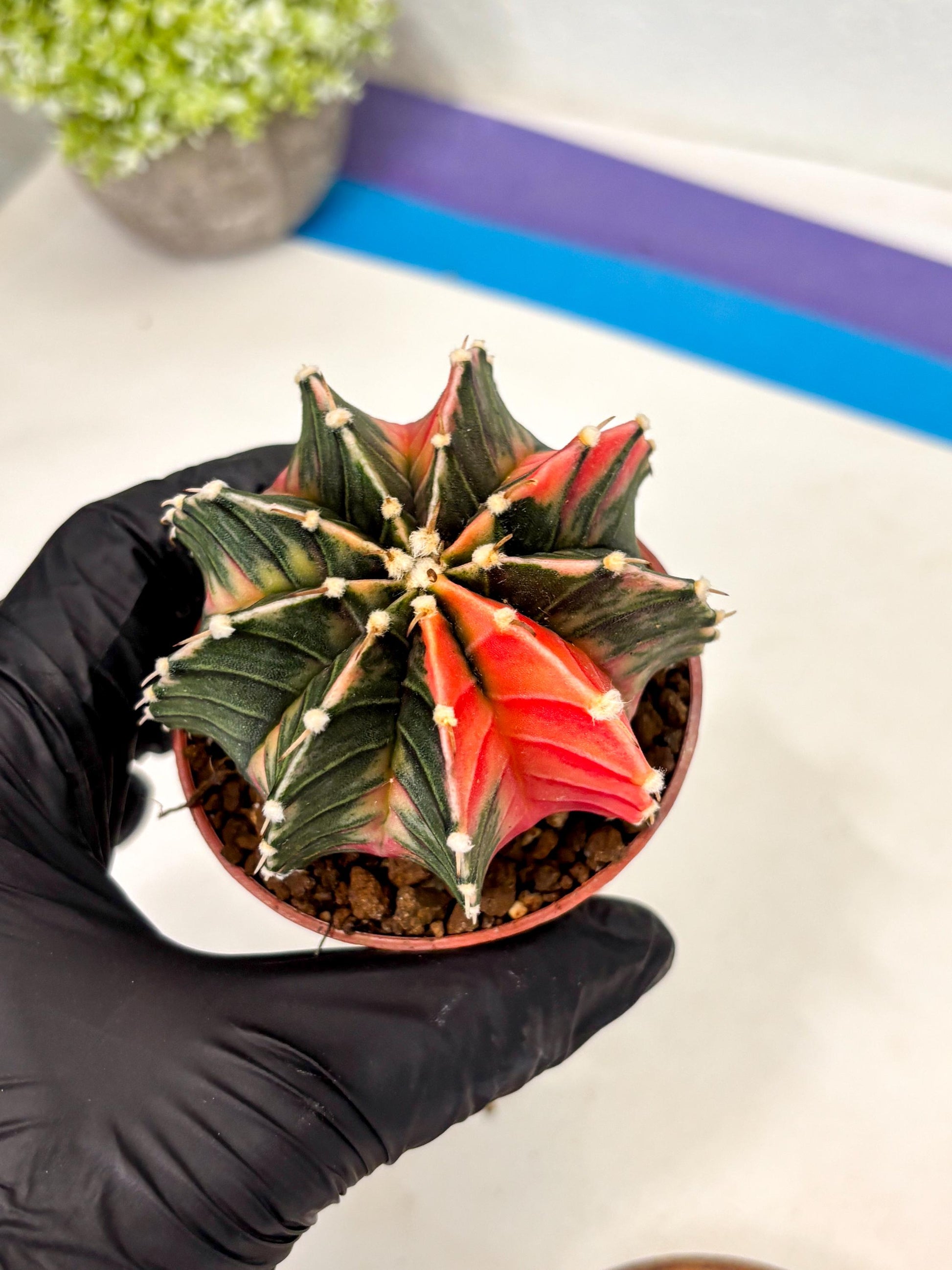 Gymnocalycium Lb Hybrid (gy5) (g4) | Imported Plants