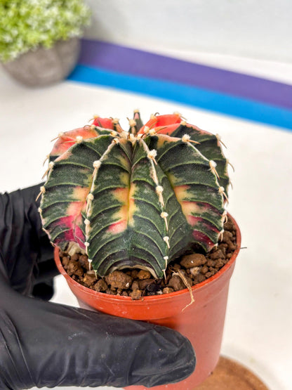 Gymnocalycium Lb Hybrid (gy5) (g4) | Imported Plants