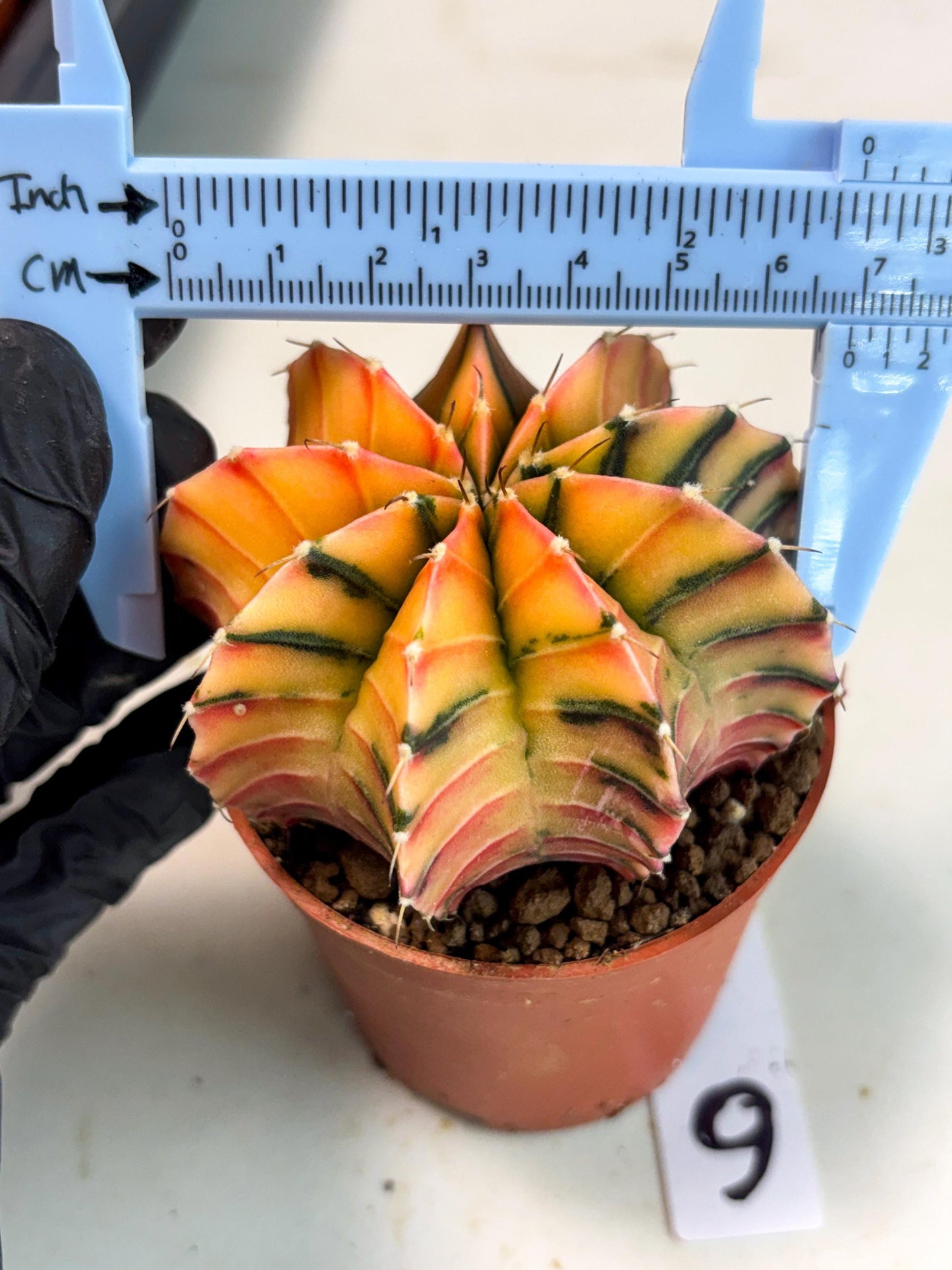 Gymnocalycium Lb Hybrid (gy5) (g6) | Imported Plants