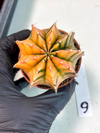 Gymnocalycium Lb Hybrid (gy5) (g6) | Imported Plants