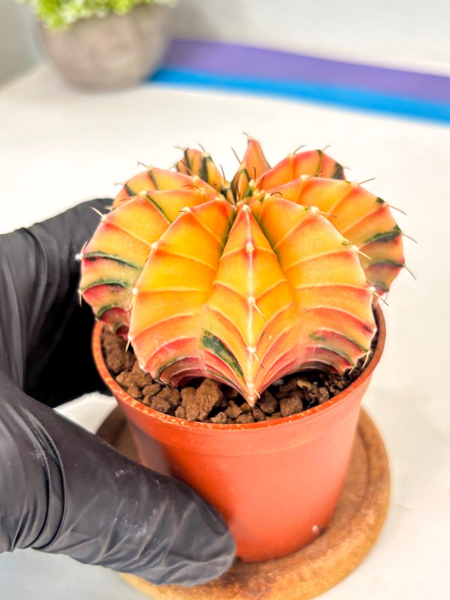 Gymnocalycium Lb Hybrid (gy5) (g6) | Imported Plants
