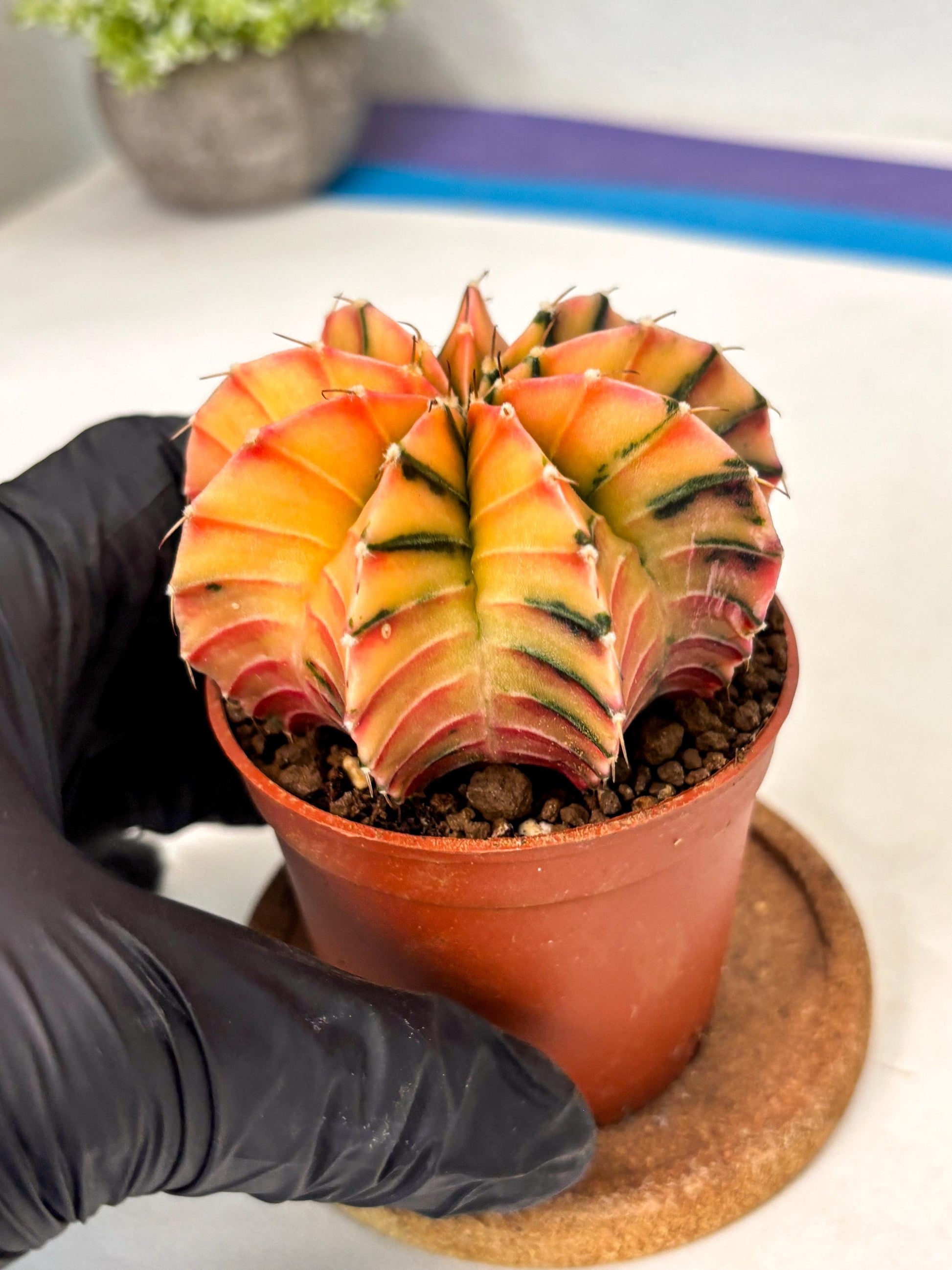 Gymnocalycium Lb Hybrid (gy5) (g6) | Imported Plants