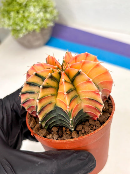 Gymnocalycium Lb Hybrid (gy5) (g6) | Imported Plants