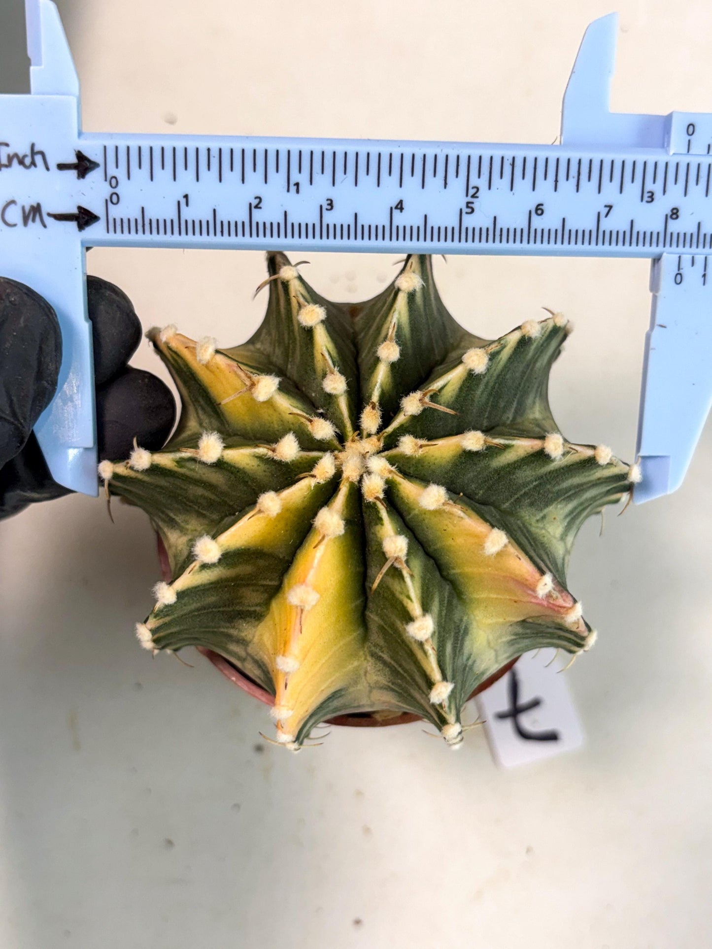Gymnocalycium Lb Hybrid (gy5) (g7) | Imported Plants
