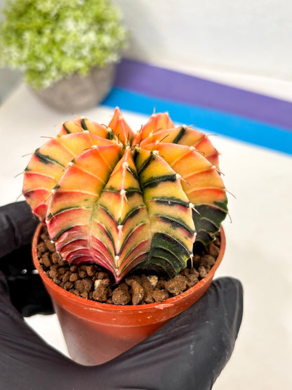 Gymnocalycium Lb Hybrid (gy5) (g6) | Imported Plants
