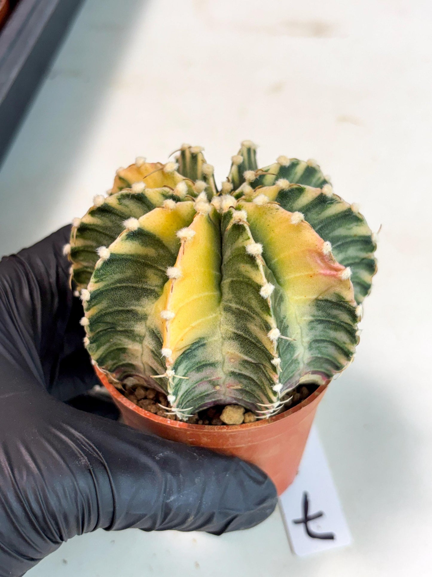 Gymnocalycium Lb Hybrid (gy5) (g7) | Imported Plants