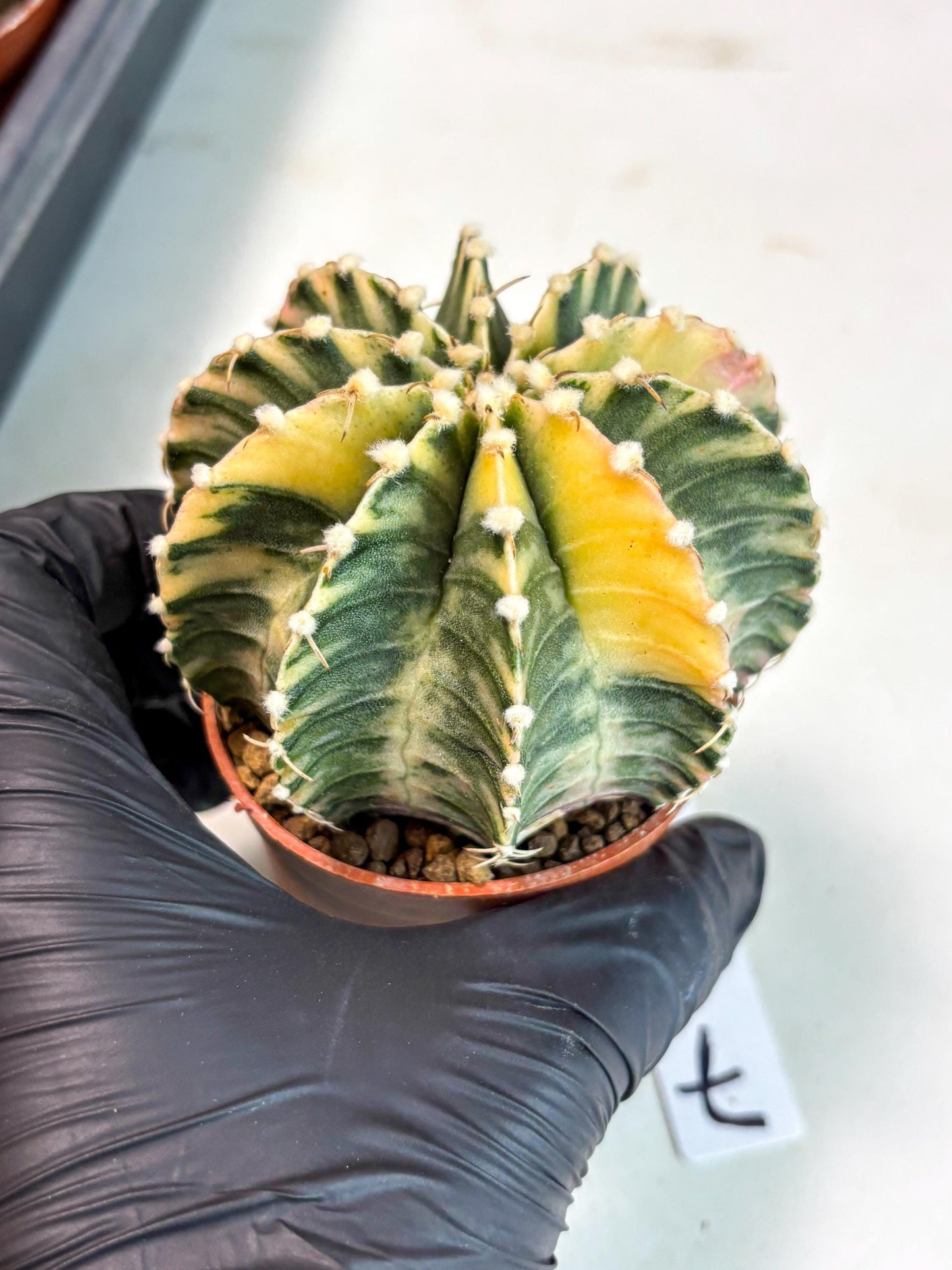 Gymnocalycium Lb Hybrid (gy5) (g7) | Imported Plants
