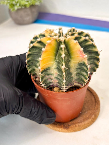 Gymnocalycium Lb Hybrid (gy5) (g7) | Imported Plants