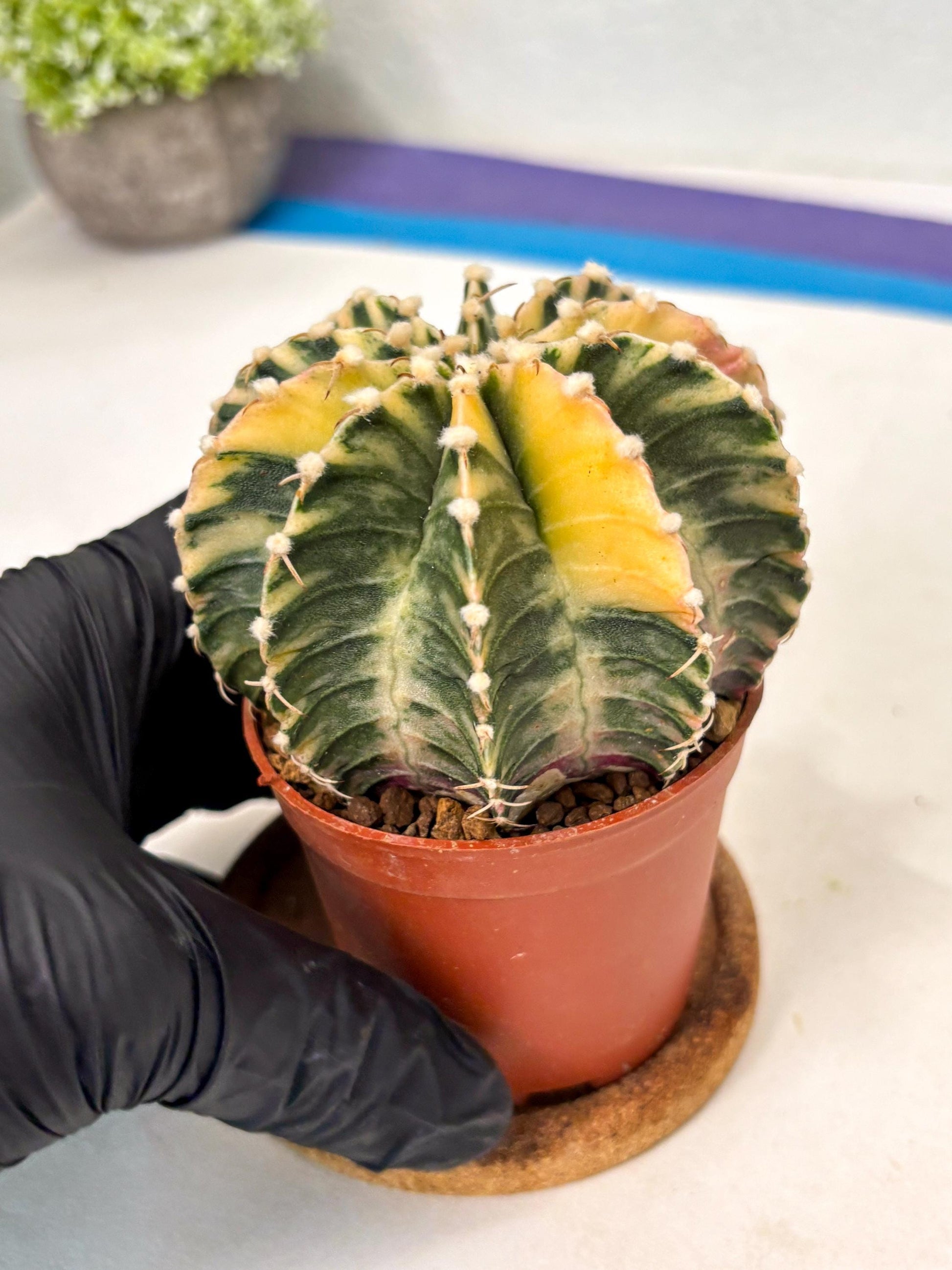 Gymnocalycium Lb Hybrid (gy5) (g7) | Imported Plants