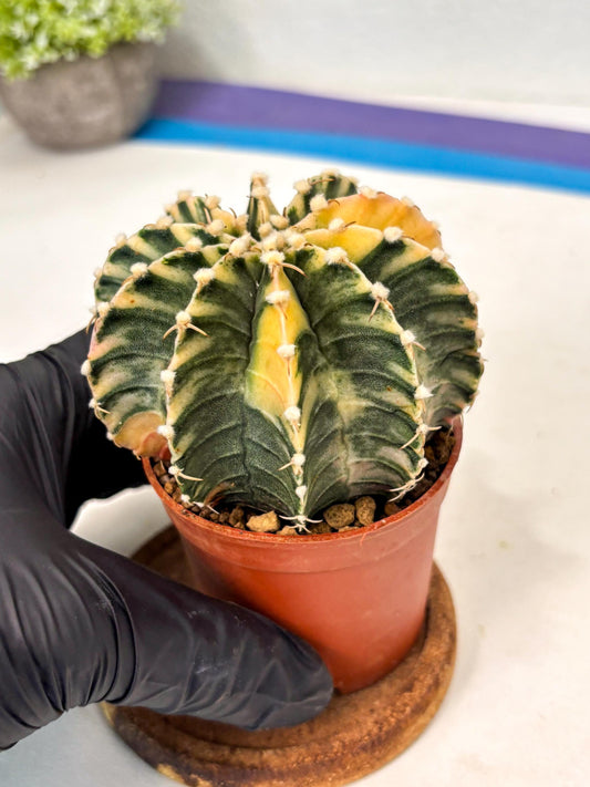 Gymnocalycium Lb Hybrid (gy5) (g7) | Imported Plants