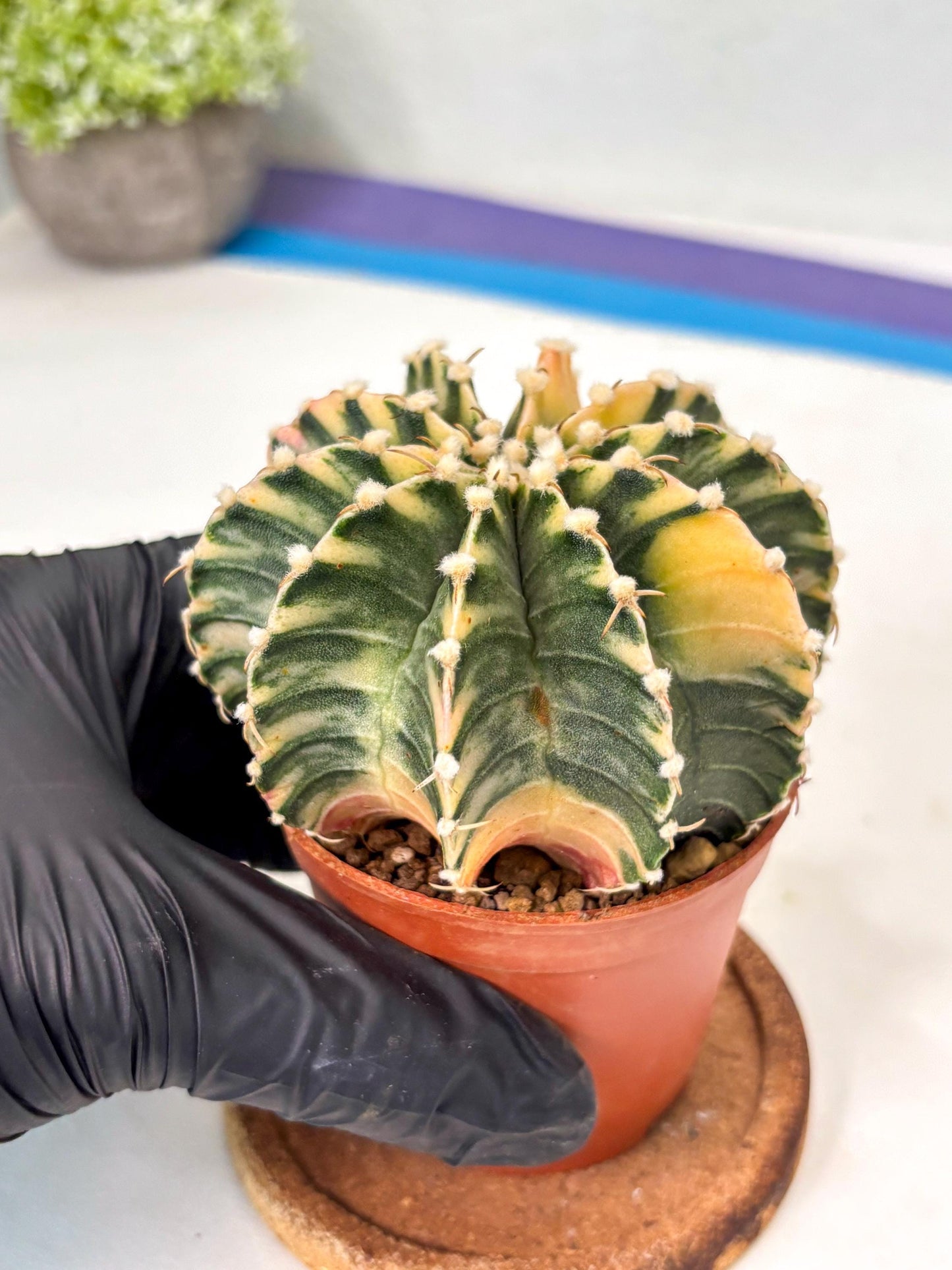 Gymnocalycium Lb Hybrid (gy5) (g7) | Imported Plants