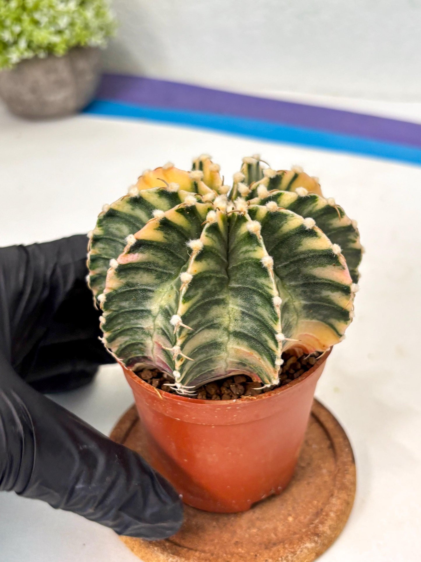 Gymnocalycium Lb Hybrid (gy5) (g7) | Imported Plants
