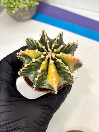 Gymnocalycium Lb Hybrid (gy5) (g7) | Imported Plants