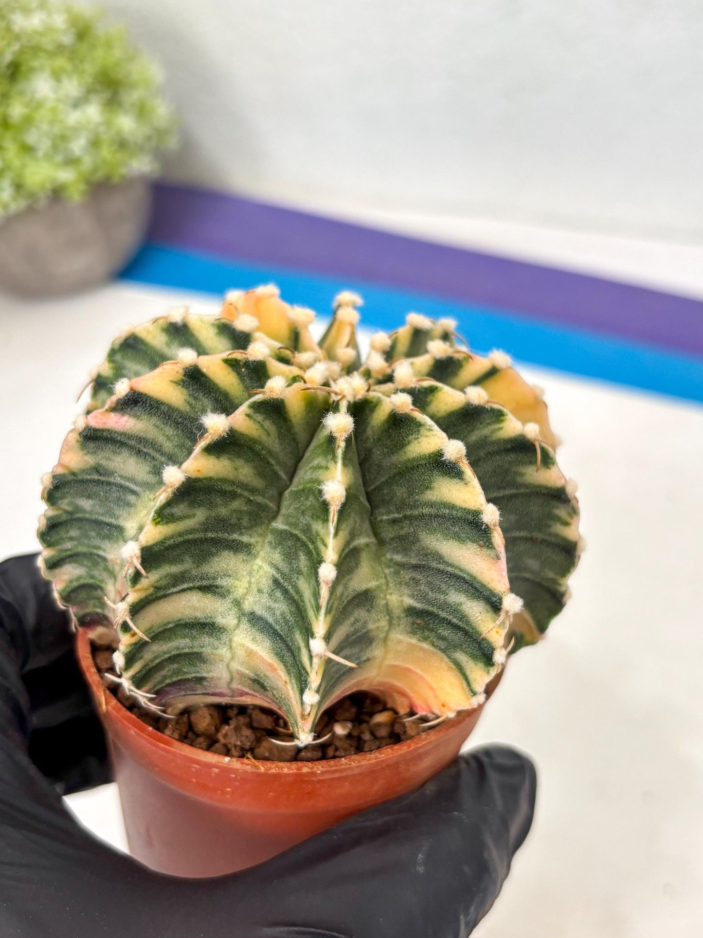Gymnocalycium Lb Hybrid (gy5) (g7) | Imported Plants