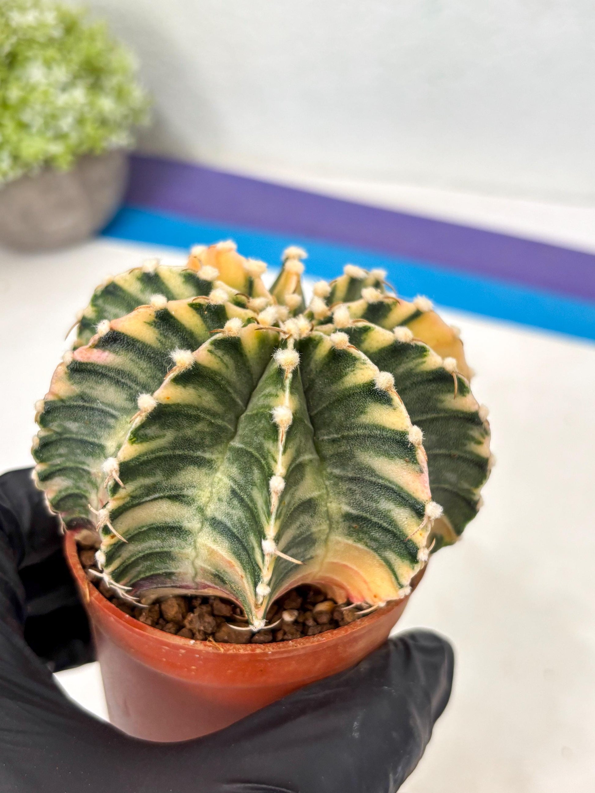 Gymnocalycium Lb Hybrid (gy5) (g7) | Imported Plants