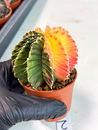 Gymnocalycium Lb Hybrid (gy5) (r2) | Imported Plants