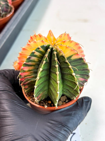 Gymnocalycium Lb Hybrid (gy5) (r2) | Imported Plants