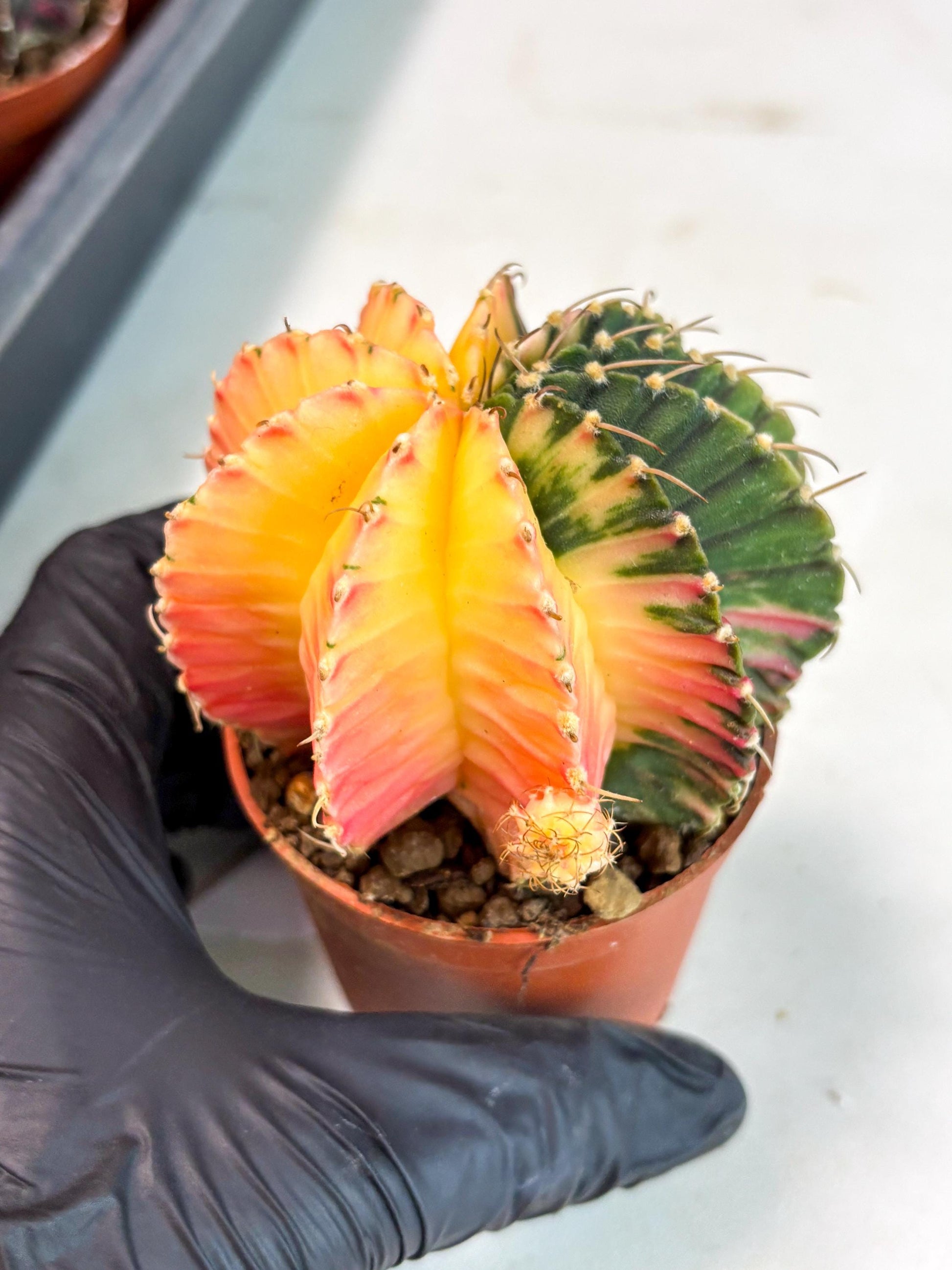 Gymnocalycium Lb Hybrid (gy5) (r2) | Imported Plants