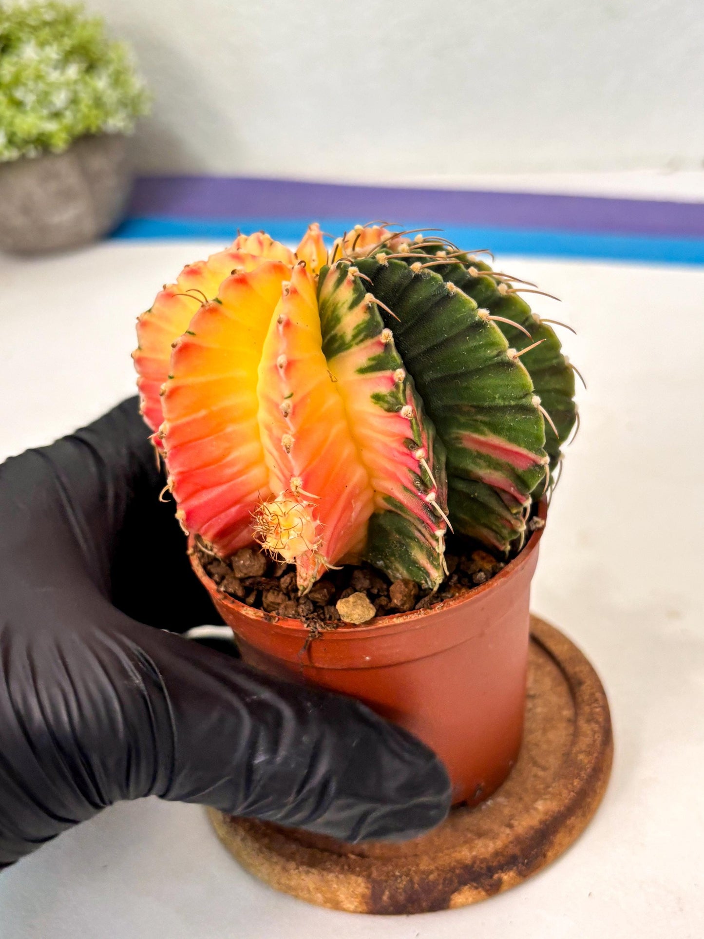 Gymnocalycium Lb Hybrid (gy5) (r2) | Imported Plants