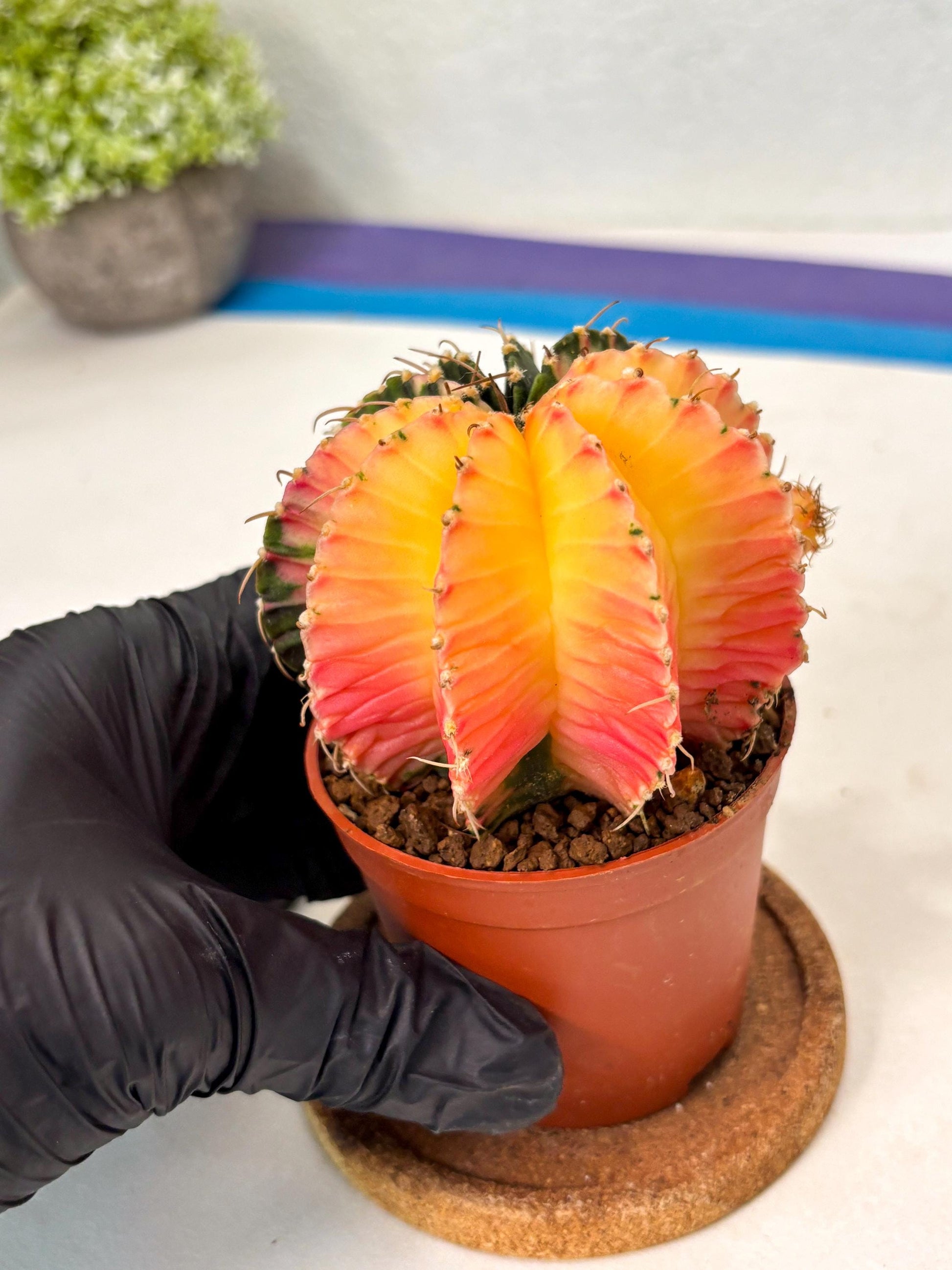 Gymnocalycium Lb Hybrid (gy5) (r2) | Imported Plants
