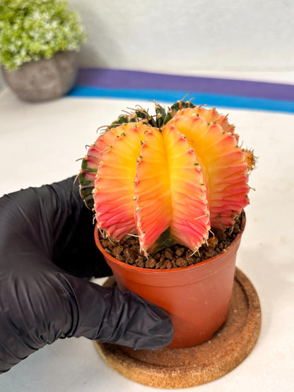 Gymnocalycium Lb Hybrid (gy5) (r2) | Imported Plants