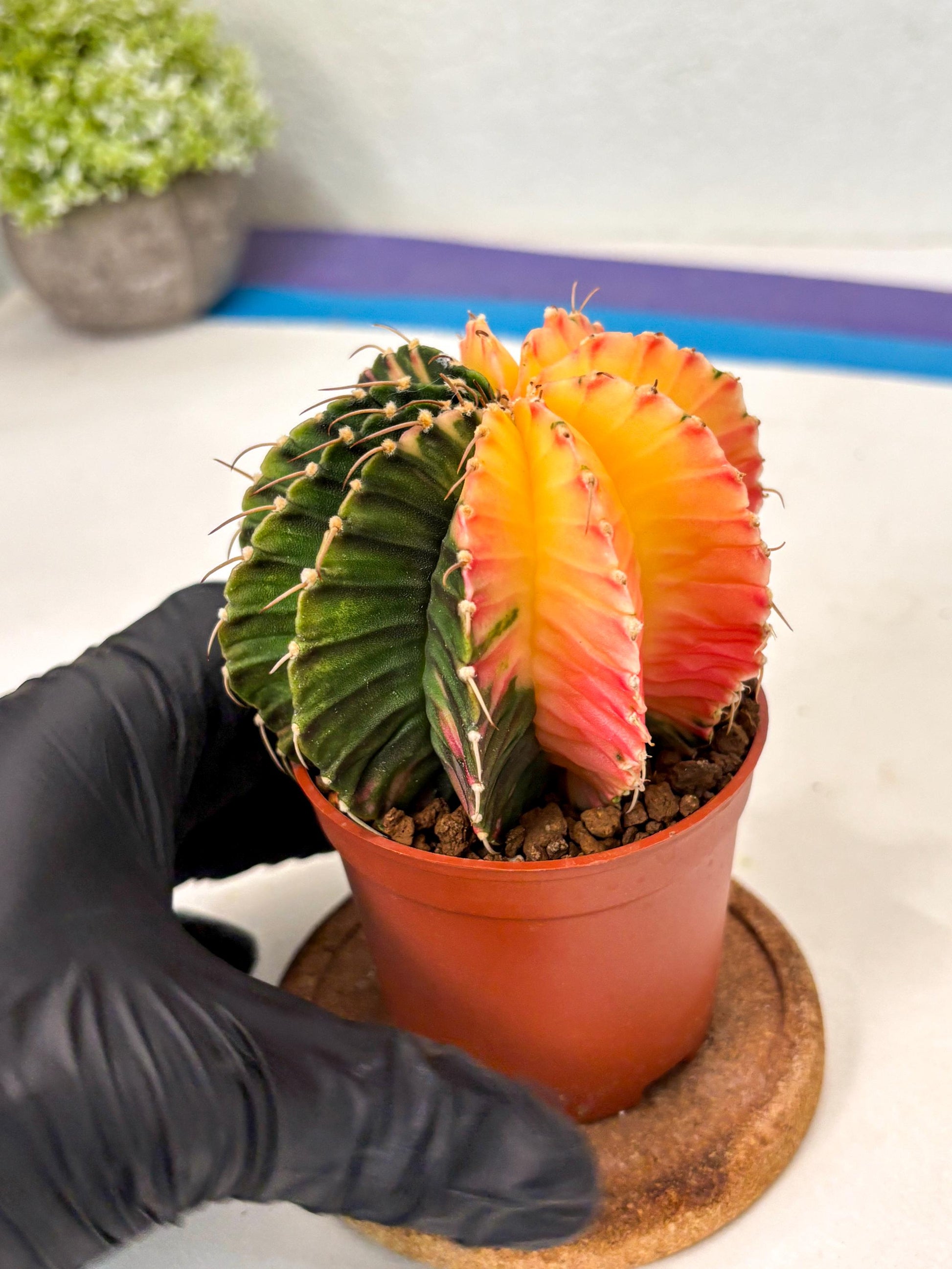 Gymnocalycium Lb Hybrid (gy5) (r2) | Imported Plants