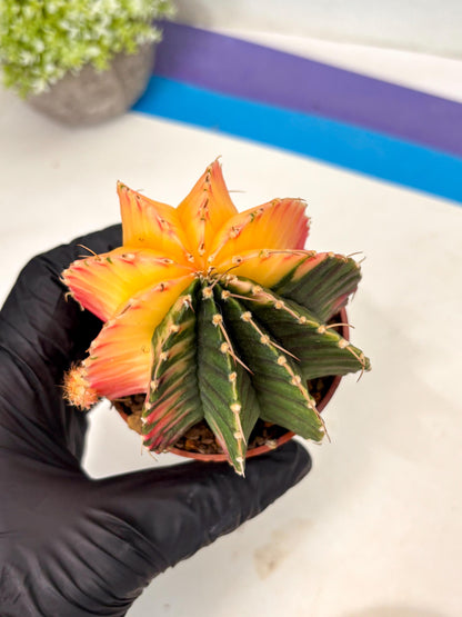 Gymnocalycium Lb Hybrid (gy5) (r2) | Imported Plants