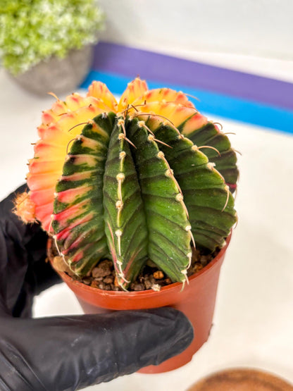 Gymnocalycium Lb Hybrid (gy5) (r2) | Imported Plants