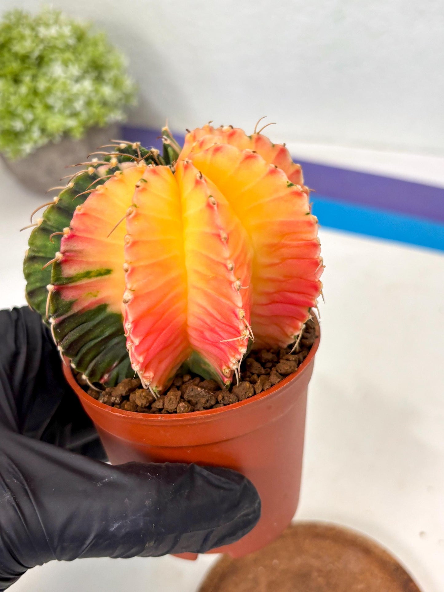 Gymnocalycium Lb Hybrid (gy5) (r2) | Imported Plants