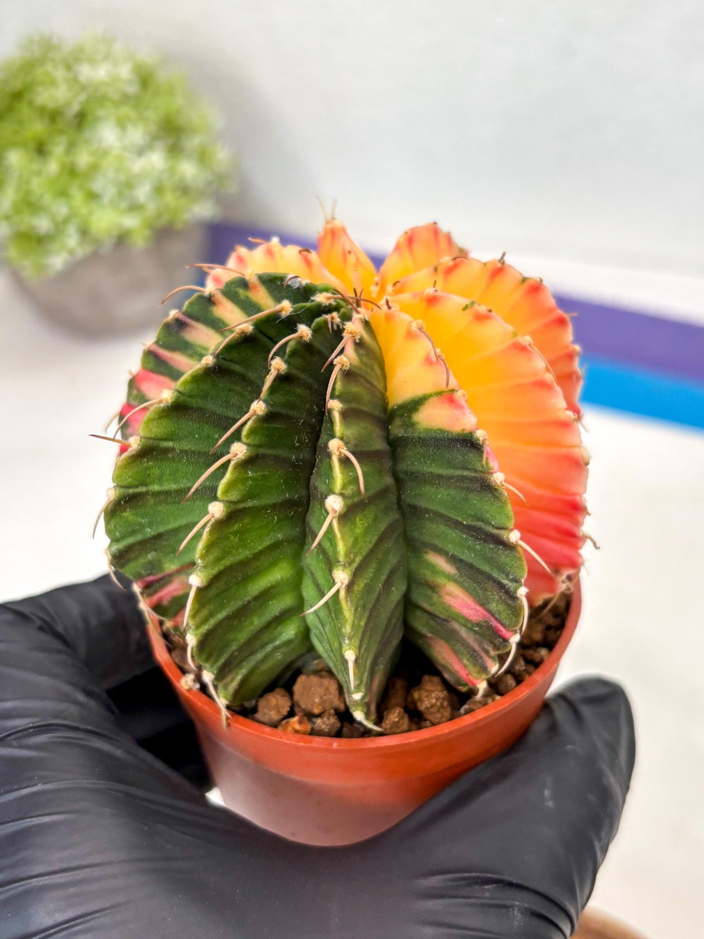Gymnocalycium Lb Hybrid (gy5) (r2) | Imported Plants