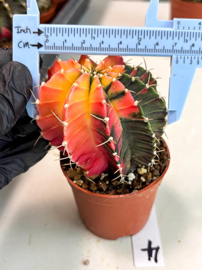 Gymnocalycium Lb Hybrid (gy5) (r4) | Imported Plants