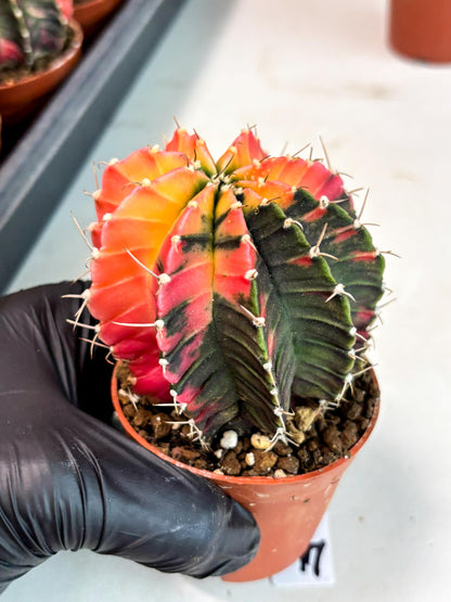 Gymnocalycium Lb Hybrid (gy5) (r4) | Imported Plants