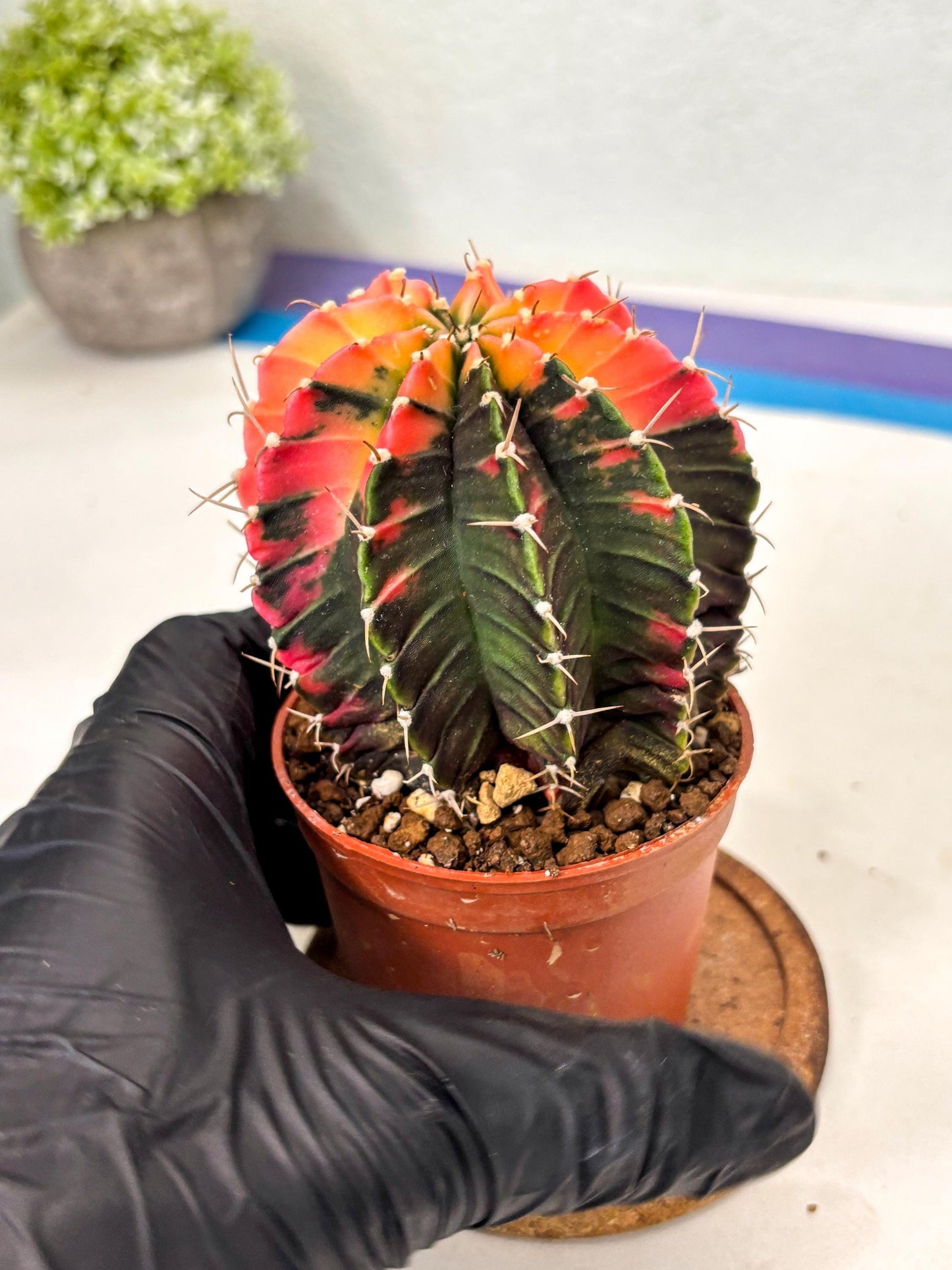 Gymnocalycium Lb Hybrid (gy5) (r4) | Imported Plants