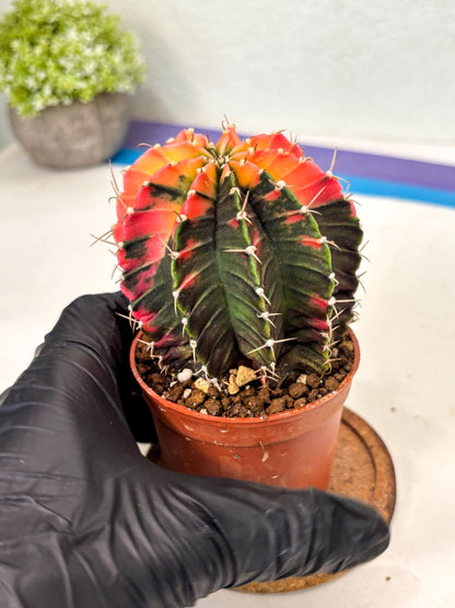 Gymnocalycium Lb Hybrid (gy5) (r4) | Imported Plants