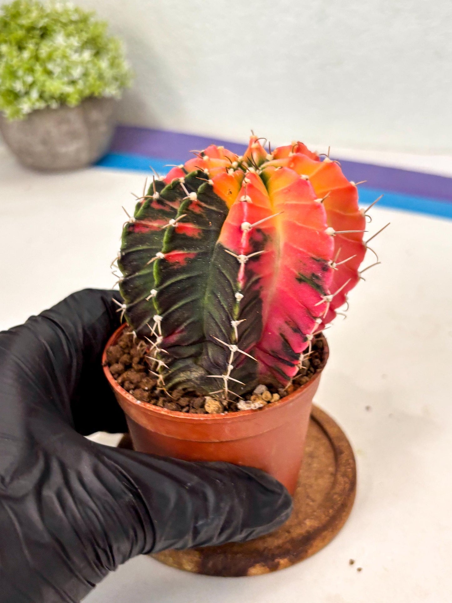 Gymnocalycium Lb Hybrid (gy5) (r4) | Imported Plants