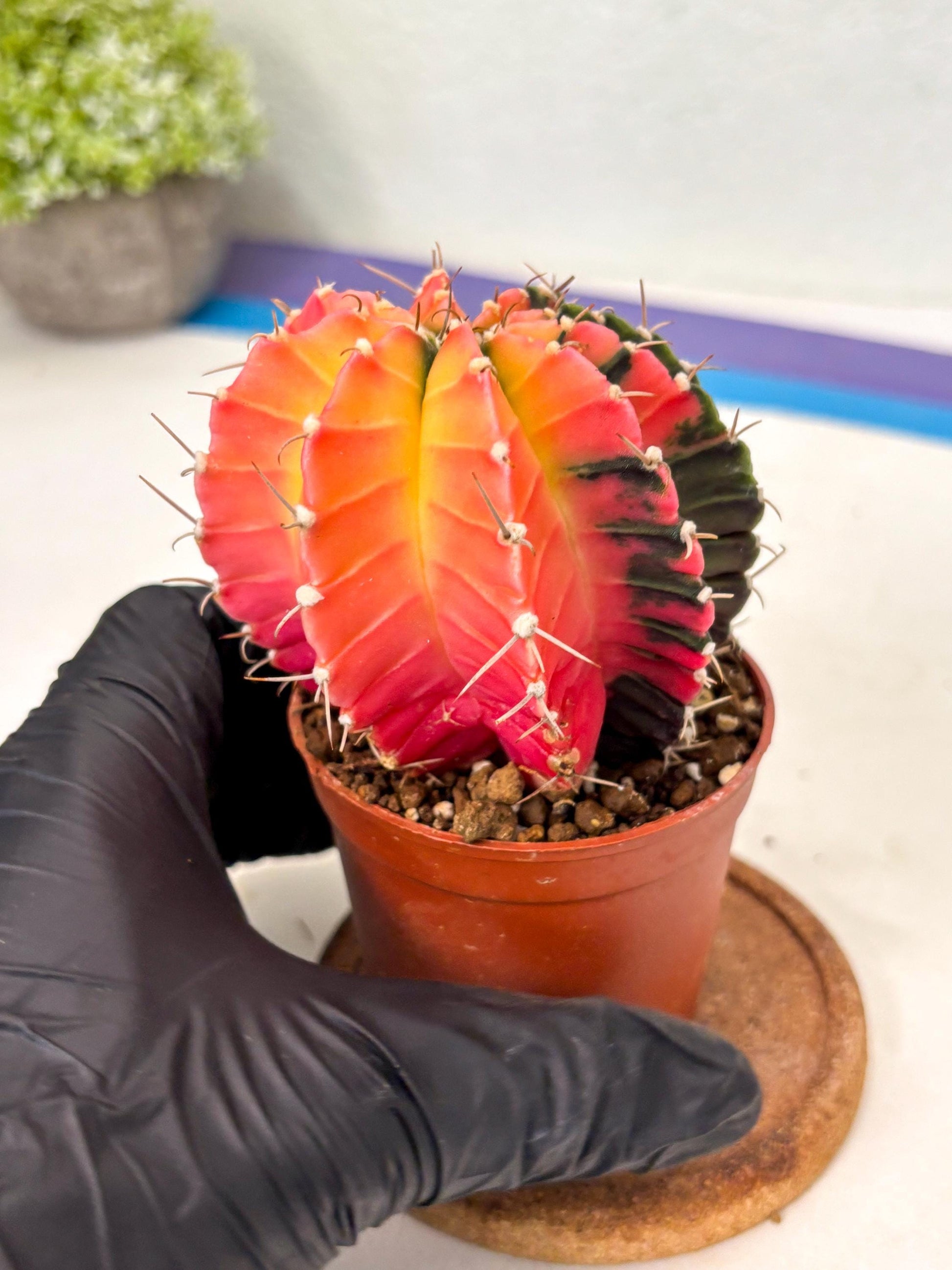 Gymnocalycium Lb Hybrid (gy5) (r4) | Imported Plants