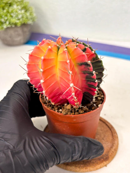 Gymnocalycium Lb Hybrid (gy5) (r4) | Imported Plants