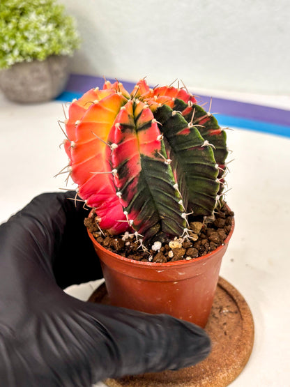 Gymnocalycium Lb Hybrid (gy5) (r4) | Imported Plants