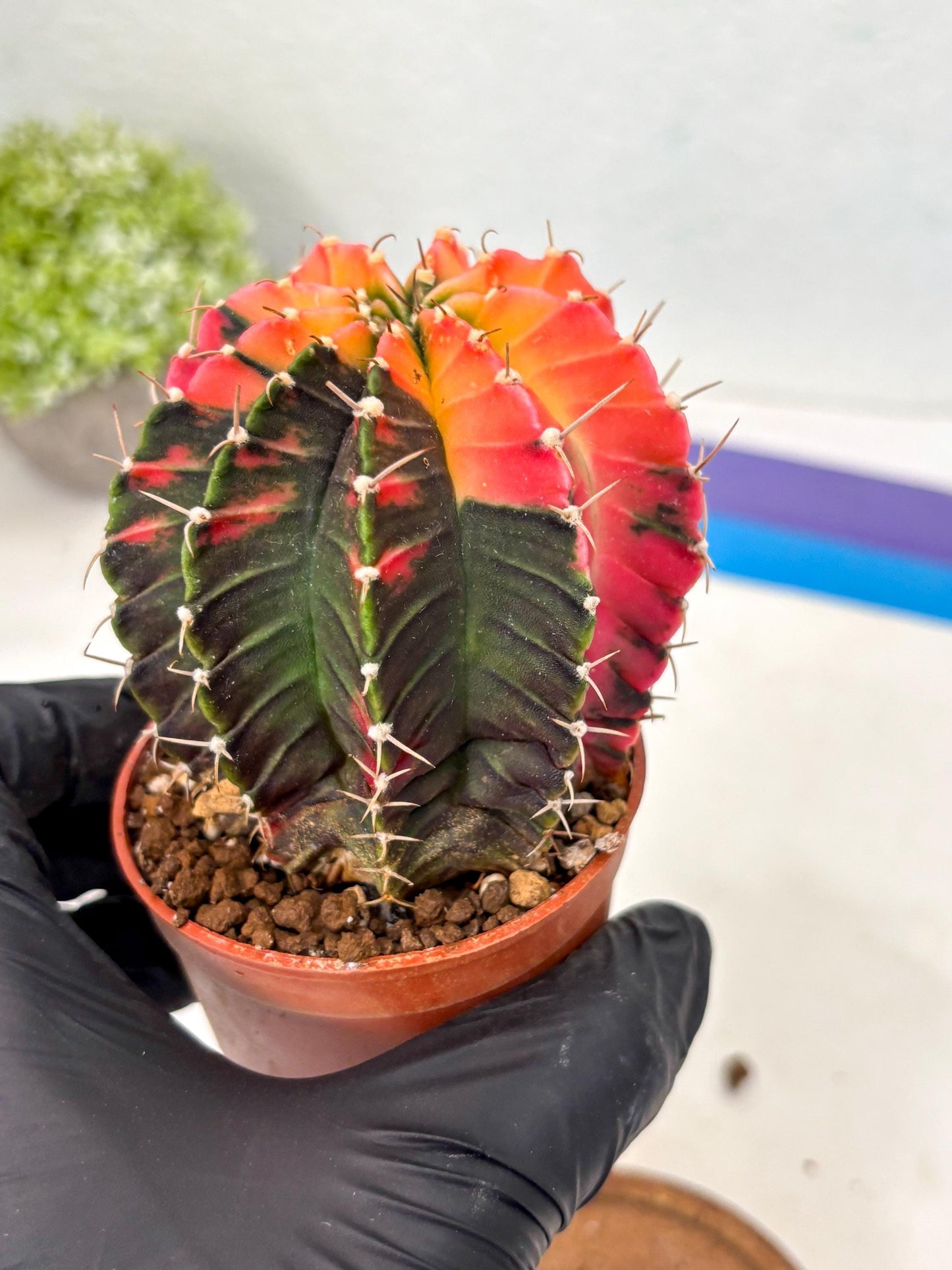 Gymnocalycium Lb Hybrid (gy5) (r4) | Imported Plants