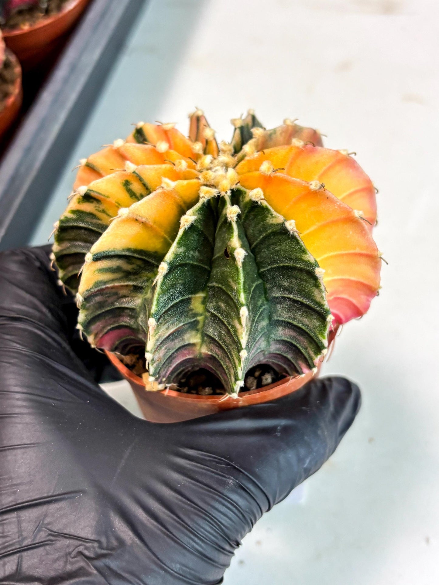 Gymnocalycium Lb Hybrid (gy5) (5r) | Imported Plants