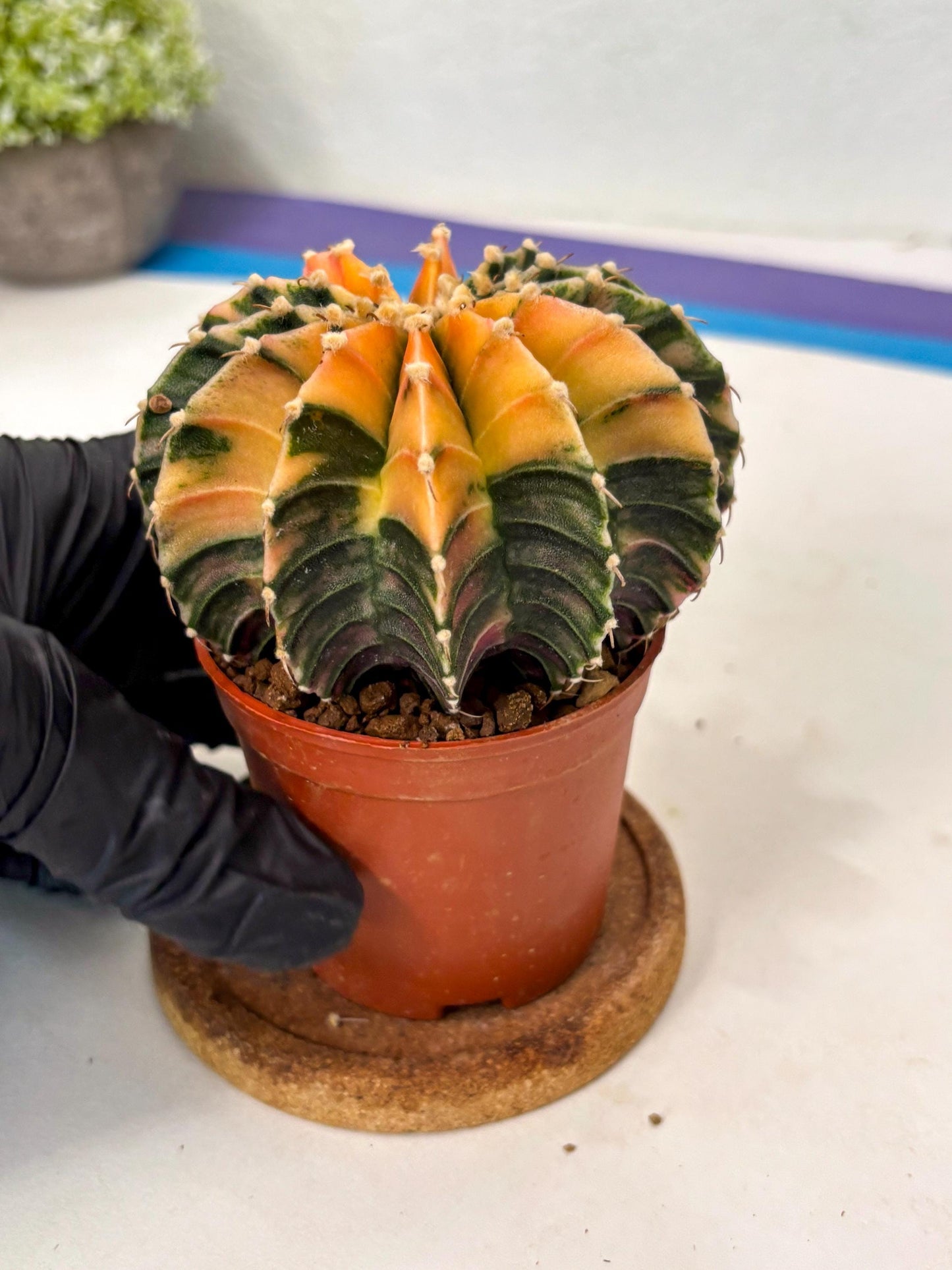 Gymnocalycium Lb Hybrid (gy5) (5r) | Imported Plants