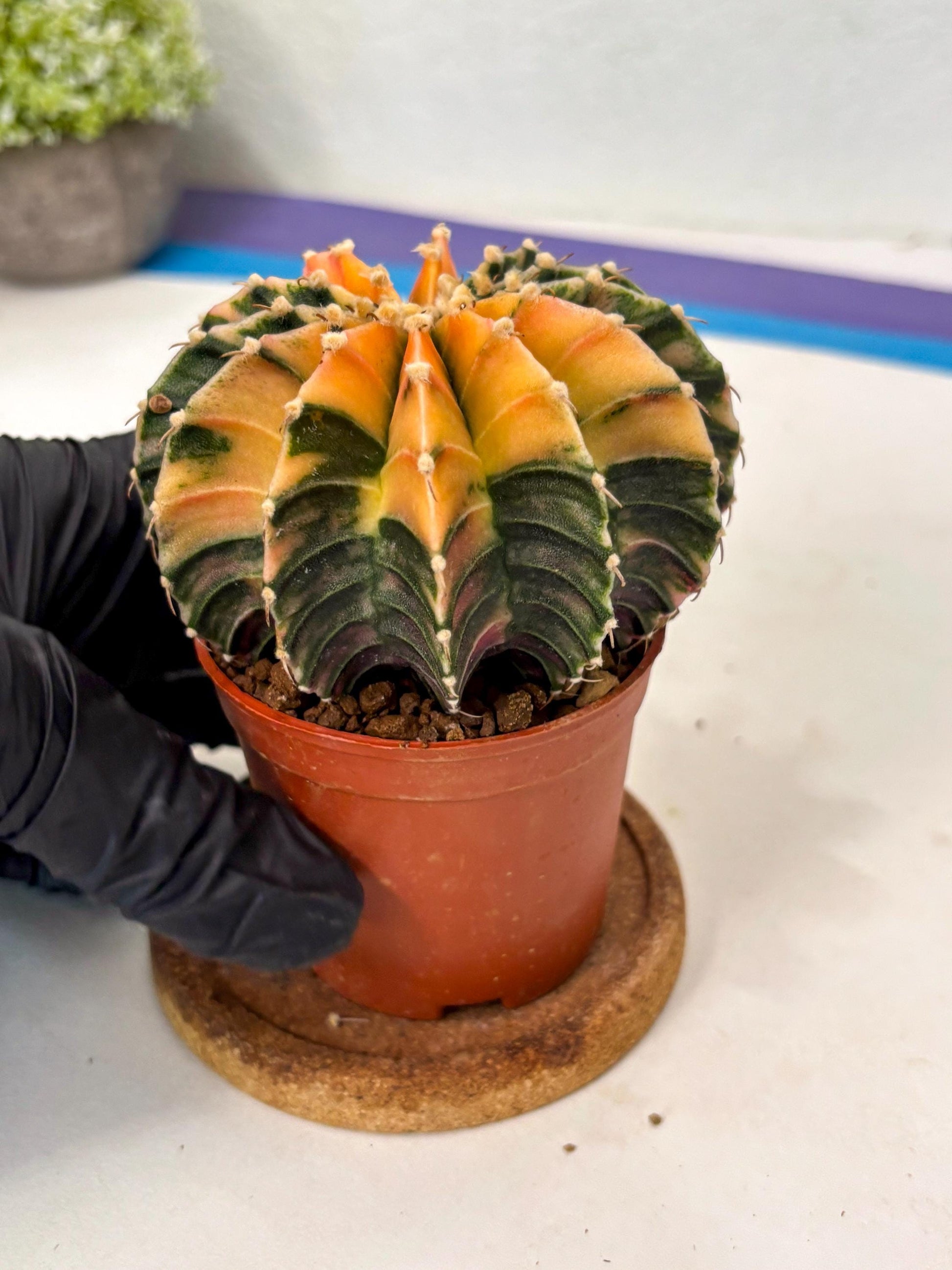 Gymnocalycium Lb Hybrid (gy5) (5r) | Imported Plants